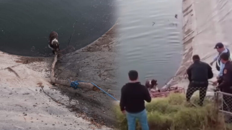 PNP salva a perrito atrapado en estanque en la Urb. Azores II en Cerro Colorado