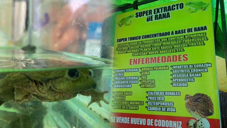 Decomisan ranas en peligro de extinción que eran usadas en preparación de jugos en Majes