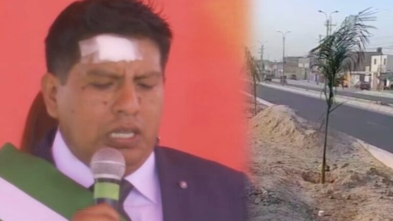 Municipalidad  compra palmeras a S/ 608 cada una y estalla la polémica en Majes