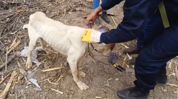 Perro hallado encadenado en Cayma fue sacrificado por su estado crítico