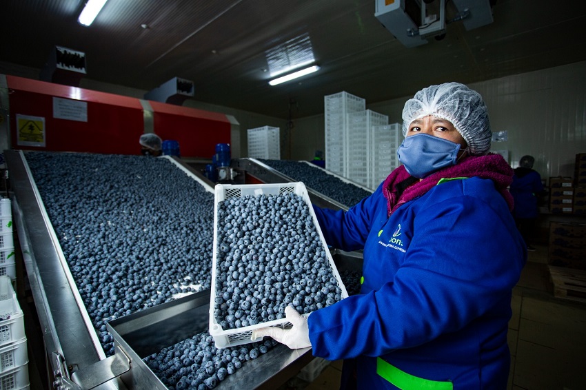 Arandanos peruanos en Indonesia