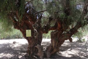 árboles patrimoniales