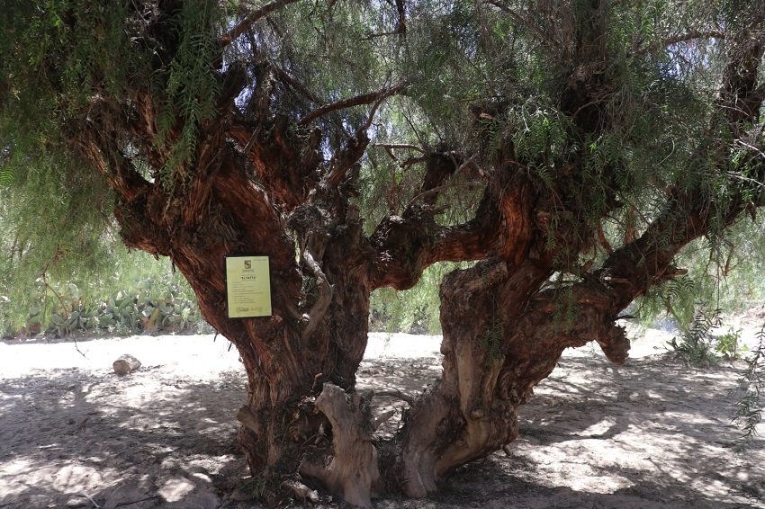 árboles patrimoniales