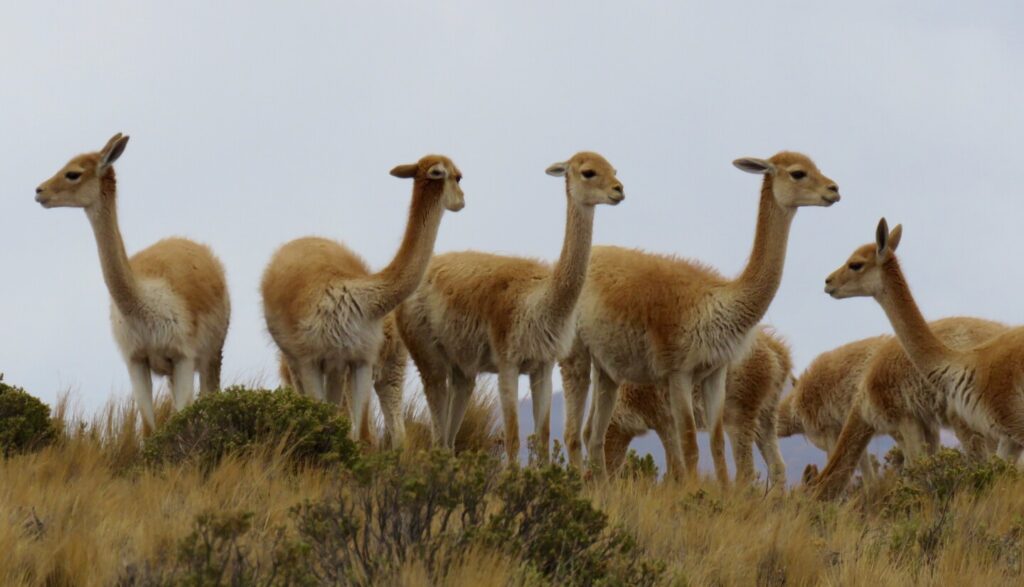 Vicuña