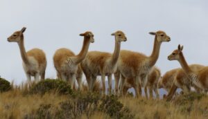 Vicuña