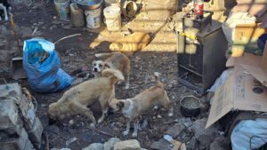 perros