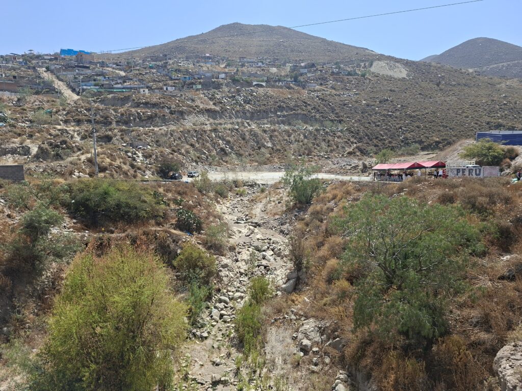 árboles